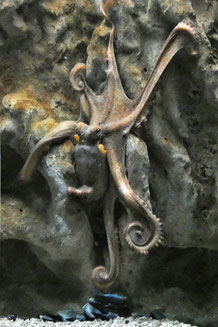Cretaquarium, Oktupus