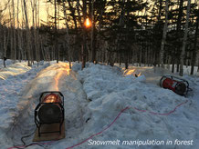 Snowmelt manipulation in forest