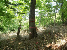 Understory vegetation (Sasa) removal experiment: effect on nitrogen dynamics and tree growth