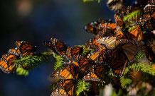 monarque papillon