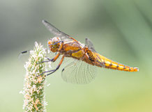 Libellen & Insekten