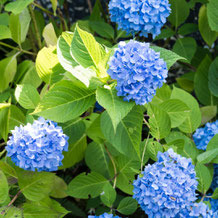 妙法山の紫陽花（アジサイ）