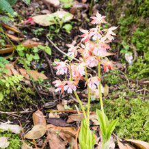 ナツエビネ（夏海老根）Calanthe puberula