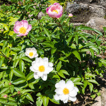 妙法山の芍薬（シャクヤク）