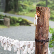 妙法山のアブラゼミの羽化