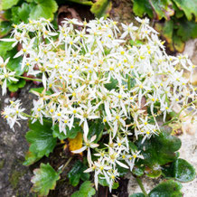 妙法山の花が白い大文字草