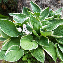 ギボウシ（擬宝珠）とオダマキ（苧環）　plantain lily & Aquilegia