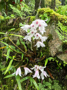 熊野妙法山のセッコク