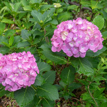 熊野古道の紫陽花（あじさい）