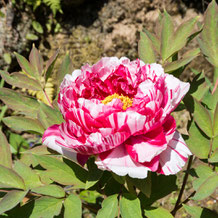 園芸品種の牡丹（ぼたん）Peony