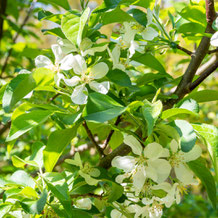 妙法山の姫リンゴの花 　crabapple blossom