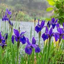 霧に包まれた妙法山のハナショウブ（花菖蒲）