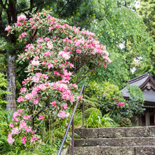 妙法山の屋久島石楠花（ヤクシマシャクナゲ）