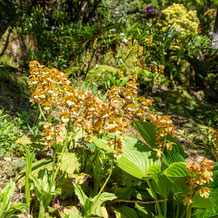 妙法山のエビネ　 Calanthe discolor