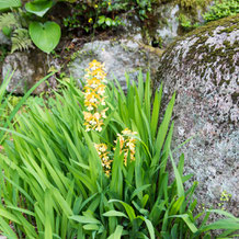 エビネ（黃海老根）とヒオウギスイセン（檜扇水仙）　Calanthe discolor & Crocosmia aurea