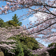 妙法山の桜（ソメイヨシノ）