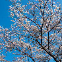 妙法山の桜