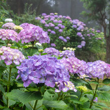 妙法山のアジサイ（紫陽花）