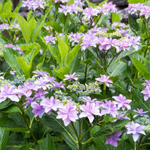 妙法山の百花繚乱