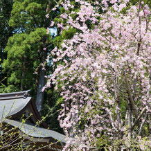 枝垂れ桜（シダレザクラ） Weeping cherry