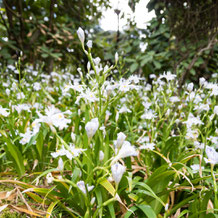 奢莪（シャガ） fringed iris, Japanese iris