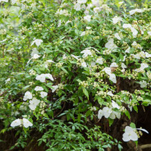 妙法山の空木（ウツギ）卯の花（ウノハナ）