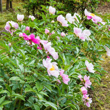 妙法山の芍薬（シャクヤク）