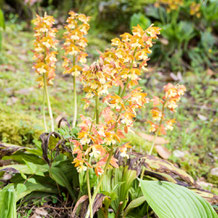 エビネ（海老根）Calanthe discolor