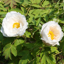 妙法山の白い牡丹　White Peony