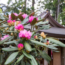 石楠花（ホンシャクナゲ） Rhododendron