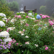 熊野妙法山の紫陽花（アジサイ）