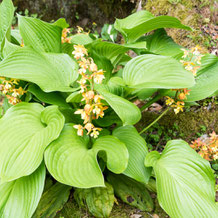 ギボウシ（擬宝珠）とエビネ（黃海老根）　Hosta & Calanthe discolor