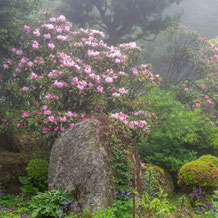 妙法山の霧の中のシャクナゲ（石楠花）