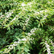 妙法山の白式部（シロシキブ）