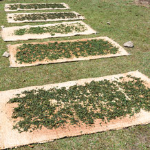  妙法の茶摘み　Tea harvesting in Myoho