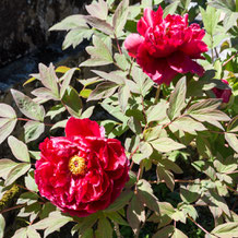 妙法山の牡丹（ボタン） Peony