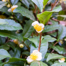 妙法山の茶の花（茶の木、チャノキ）