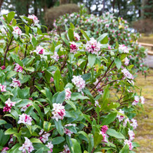 妙法山の沈丁花、花が香る