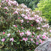 妙法山の本石楠花（ホンシャクナゲ）