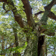 Japanese evergreen oak in Myohozan