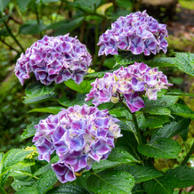 妙法山の紫陽花