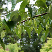 妙法山の菩提樹（ボダイジュ）