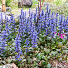 西洋十二単（セイヨウジュウニヒトエ、アジュガ） Ajuga reptans