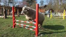 Vom Schaf zum Schal