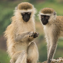 Schimpansen-Beobachtung in Uganda