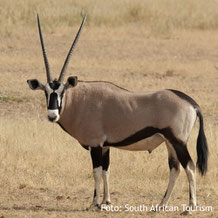 Oryx in Namibia
