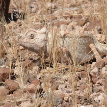 Chamäleon auf einer Camping-Safari in Namibia