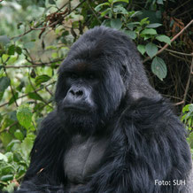 Berggorilla-Beobachtung in Uganda