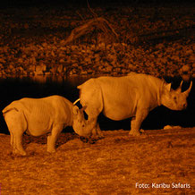 Nashörner auf einer Campingsafari bei Nacht