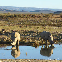 Wasserloch auf einer Safari, Südafrika